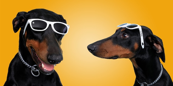 Dog Sunglasses medium 