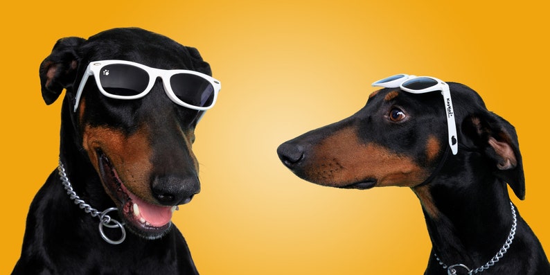 Lunettes de soleil pour chien moyennes image 1