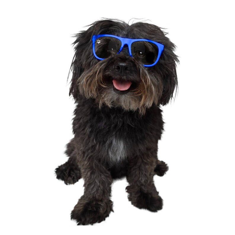 Lunettes pour chien Kykos CKlarity Collection Chiens de petite race image 2