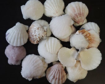 ONE Crystallized Scallop Shells
