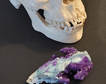 Crystallized Amethyst Purple Crystal Opossum Possum Skull