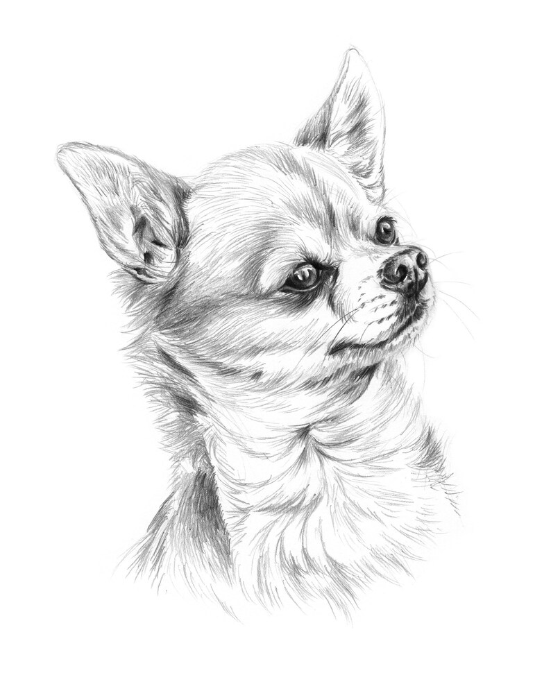 Droll Chihuahua Dog Drawing