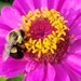BumbleBeeVintageShop