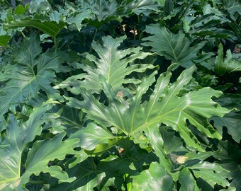 Philodendron selloum ★ SPLIT LEAF PHILODENDRON – Kenya