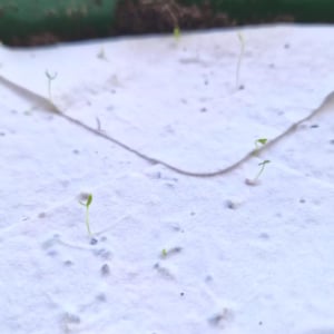May include: Close-up of a white, textured surface with several small green sprouts emerging. The sprouts have tiny leaves and delicate stems, indicating early stages of plant growth. The image suggests a focus on gardening or plant propagation.