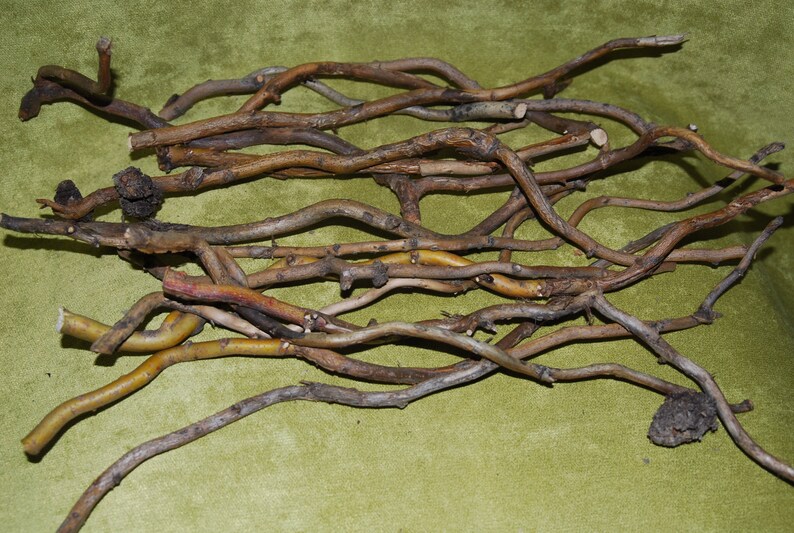 Willow Branches Curly Willow Branches Crafting Twigs Twig Etsy