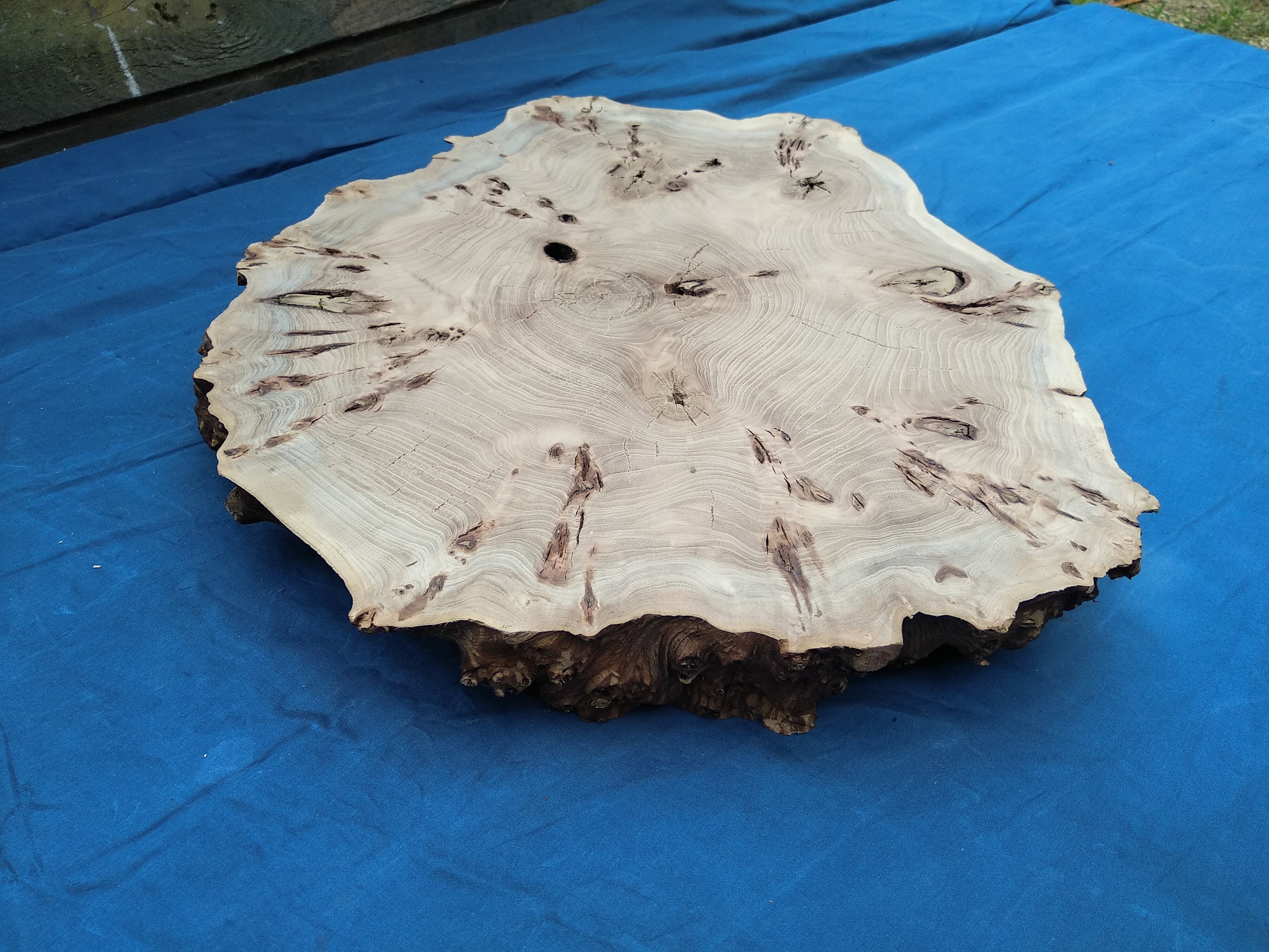 Burl Wood Slab Live Edge Slab Burl Slab Wood Slab Elm Burl Etsy