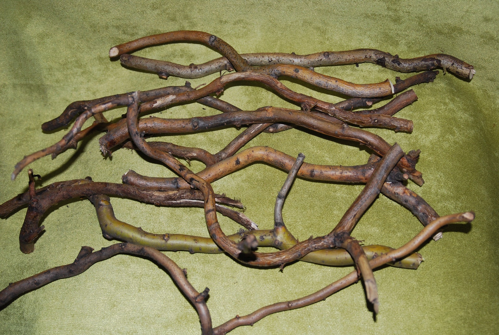 Willow Branches Curly Willow Branches Crafting Twigs Twig Etsy