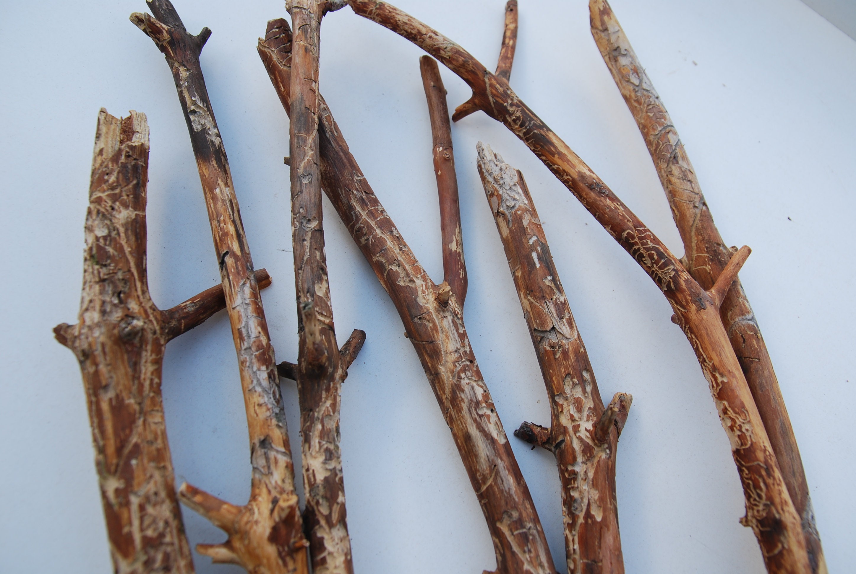 Sticks Wood Sticks Furniture Twigs for Art Woodland Decor Etsy