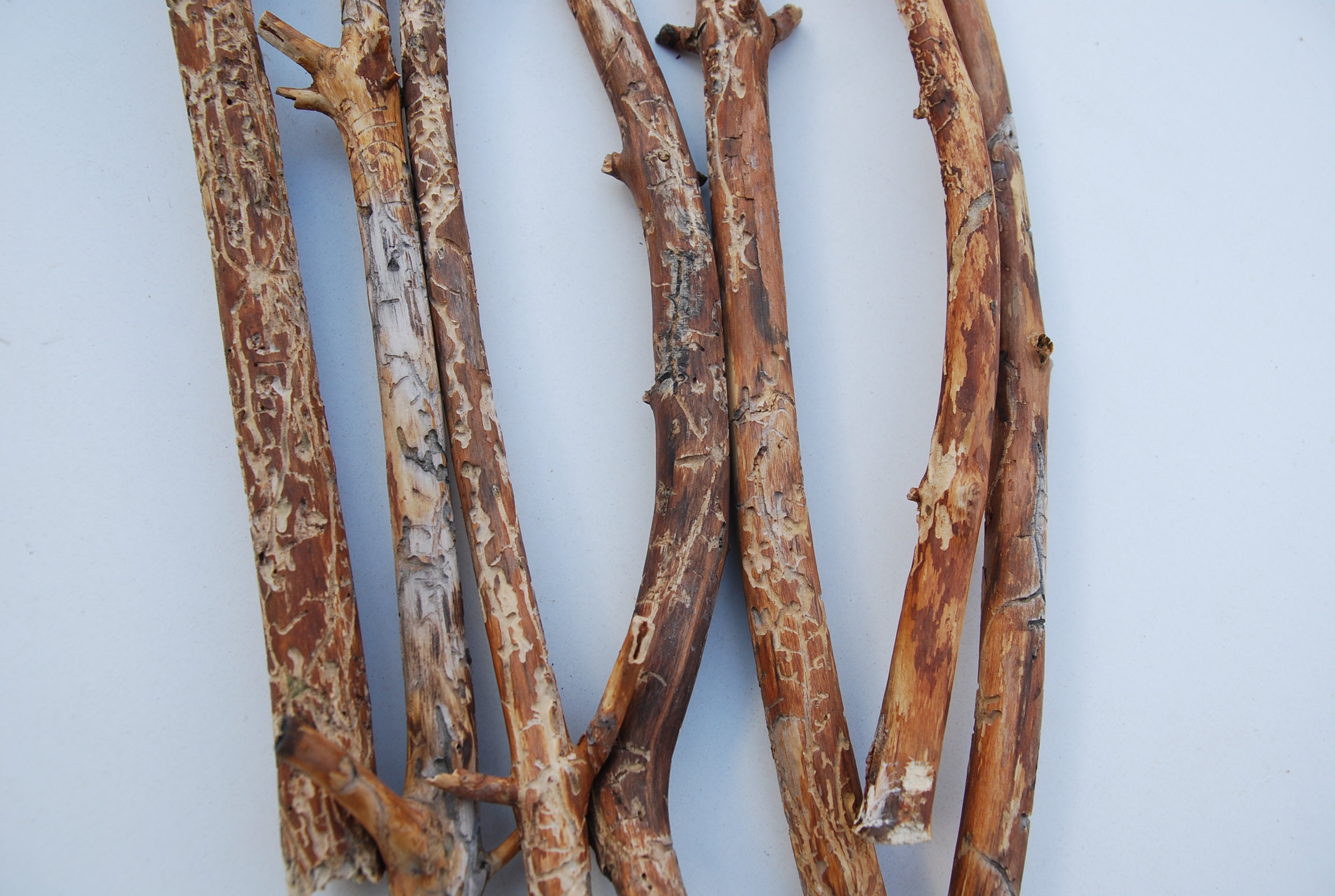 Sticks Wood Sticks Furniture Twigs for Art Woodland Decor Etsy