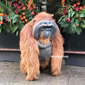 Orangutan Costume So Realistic  Deliver  To Door