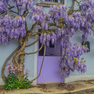 Wisteria House