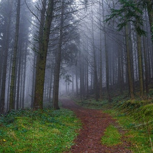 Enchanting Woods