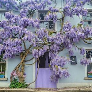 Wisteria House