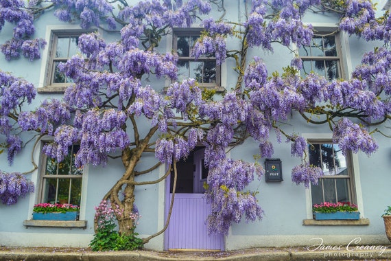 Buy Wisteria House Online in India - Etsy