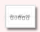 Potted Succulent Cacti Sketch