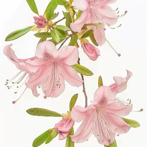 May include: A detailed image of a branch featuring light pink azalea flowers and buds. The flowers display delicate petals and long white stamens. Green leaves are visible among the flowers, all against a white backdrop.