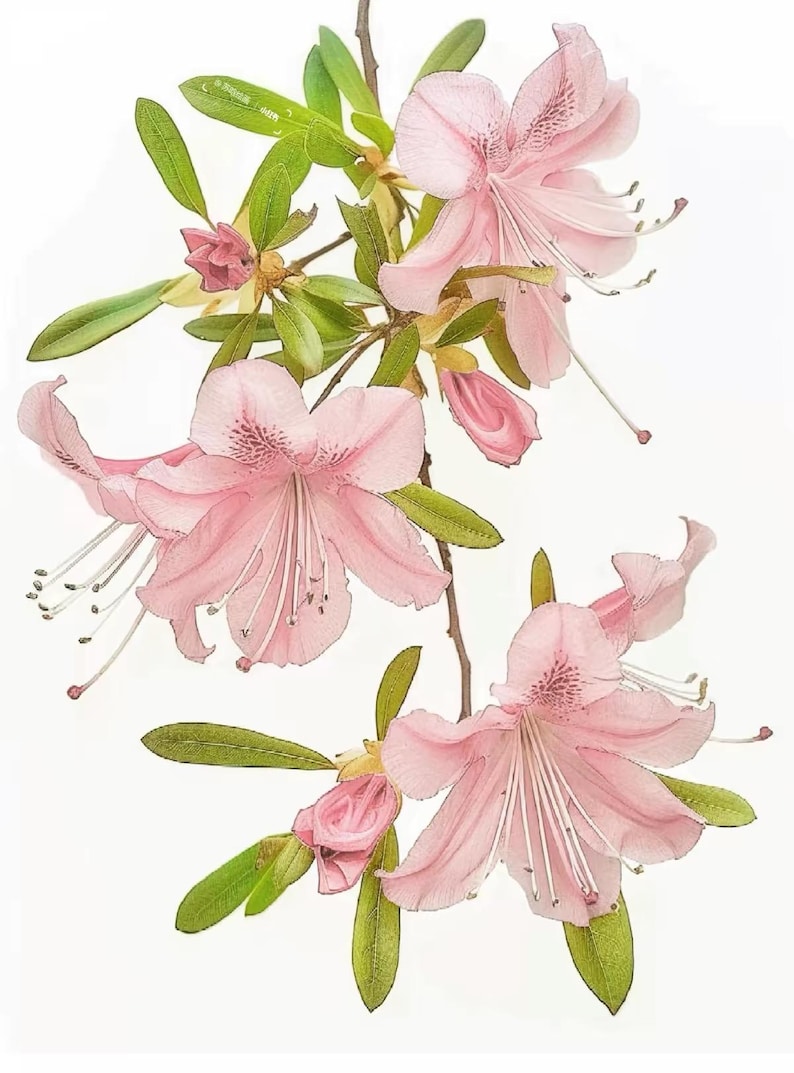 May include: A detailed image of a branch featuring light pink azalea flowers and buds. The flowers display delicate petals and long white stamens. Green leaves are visible among the flowers, all against a white backdrop.