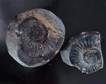 Ammonite fossil/ Mount Everest/ High Himalaya/ Nepal and Tibet border