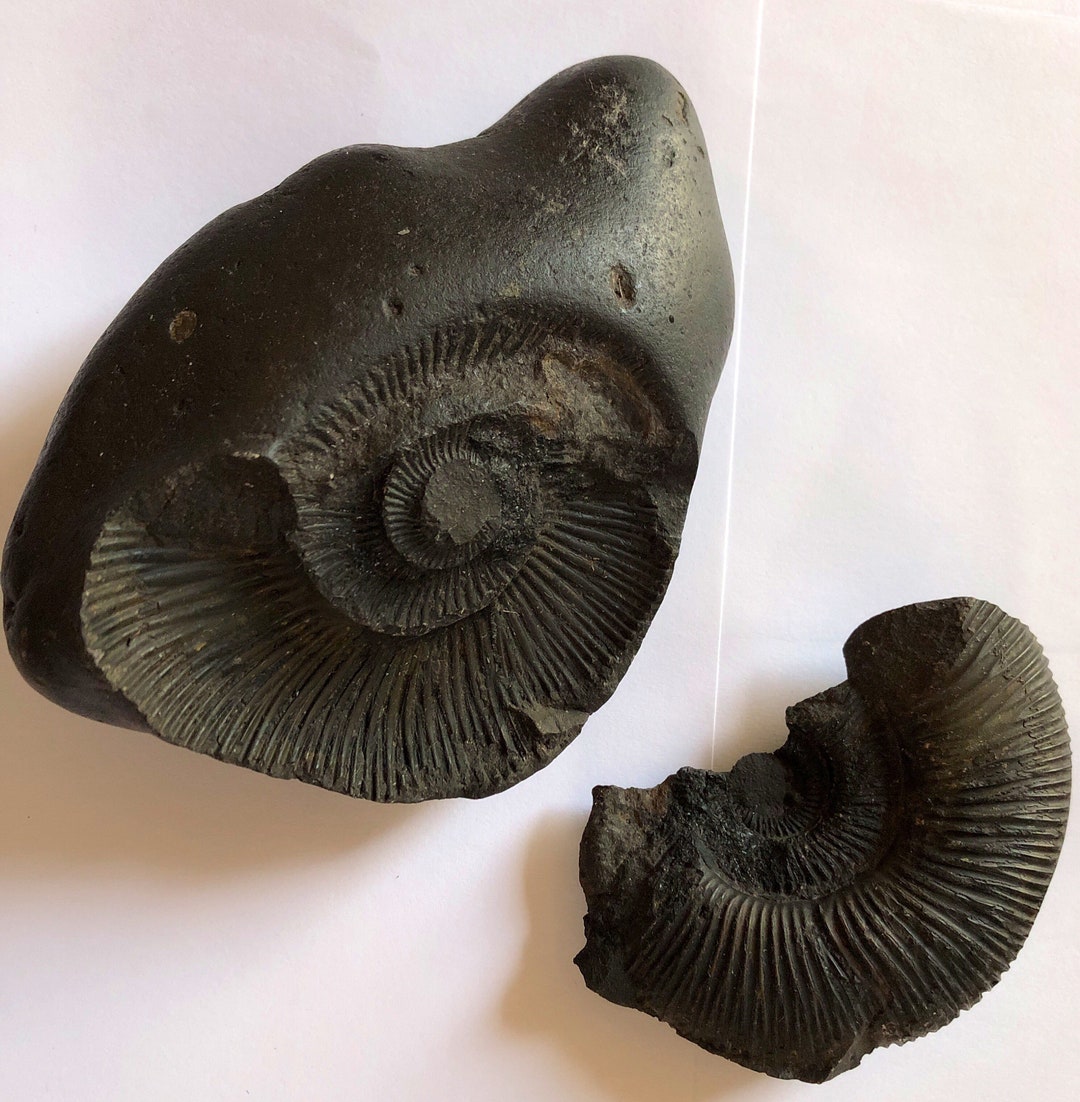 Ammonite Fossil From Mt. Everest Region Etsy