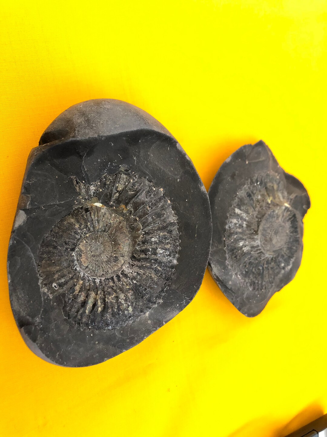 Ammonite Fossil From Mt. Everest Region Etsy