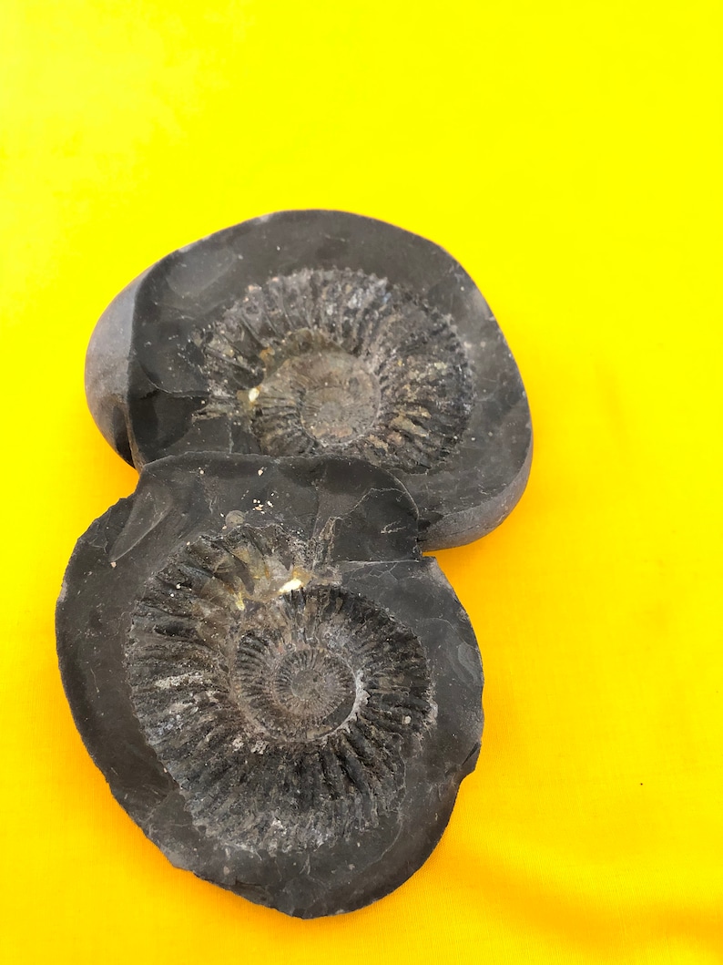 Ammonite Fossil From Mt. Everest Region Etsy