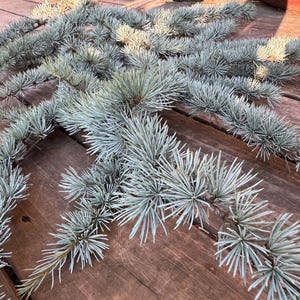 May include: A large, sprawling branch of a blue cedar tree featuring dense clusters of silvery-blue, needle-like foliage. The evergreen branch displays a complex, multi-directional growth pattern with numerous smaller twigs extending outward.