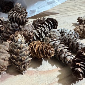 May include: A collection of brown pine cones with varied textures and shapes scattered across the frame. Each cone features overlapping woody scales in shades of dark and light brown, displaying natural organic patterns and pointed tips.