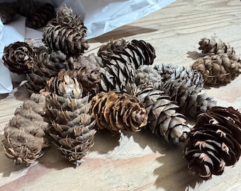 Wildcrafted Douglas Fir Cones | Pacific Northwest Nature Crafts (24 Cones)