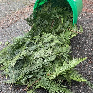 Fresh Foraged Cedar