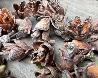 Dried Western Red Cedar Cones | Wildcrafted | Processed by Hand | Pacific Northwest Botanical