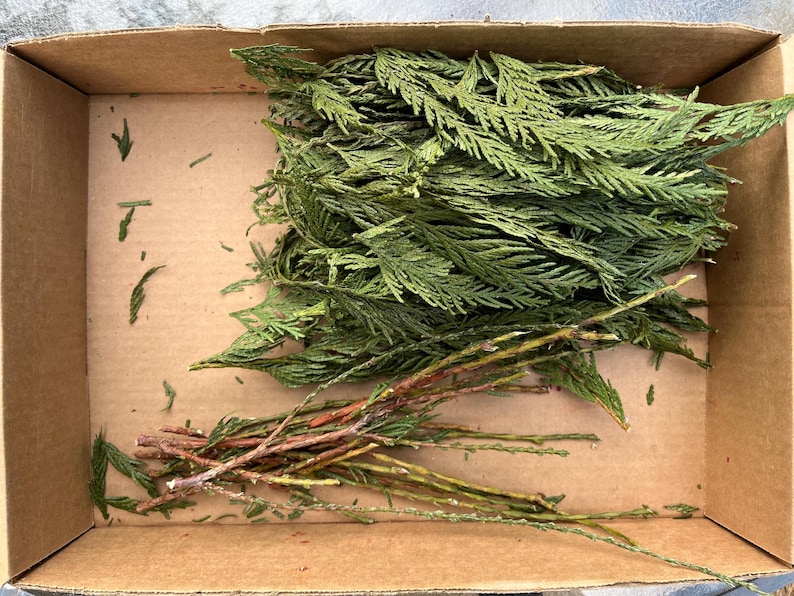 Dried and processed Northern Red Cedar