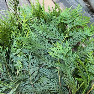 May include: A collection of fresh evergreen cedar branches featuring dense, flat, scale-like foliage in vibrant shades of forest green and bright lime green. The needle-like leaves are arranged in a feathery, overlapping pattern on thin stems.