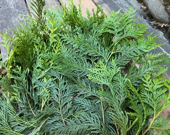 Fresh Western Red Cedar | Hand-Harvested | Pacific Northwest