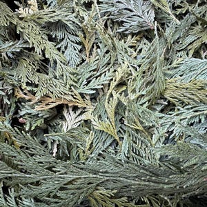 Dried Northern Red Cedar