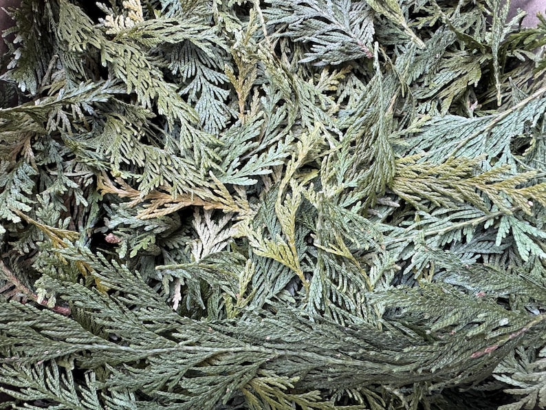 Dried Northern Red Cedar