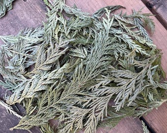 Dried Western Red Cedar | Hand-Harvested Pacific Northwest Botanicals