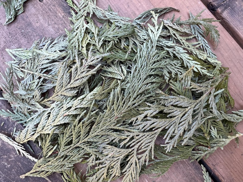 Dried Northern Red Cedar
