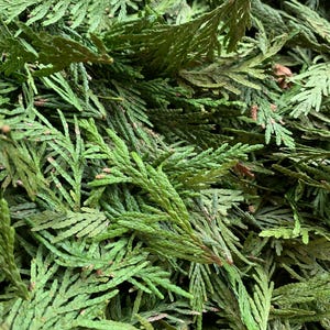 Dried Cedar leaf