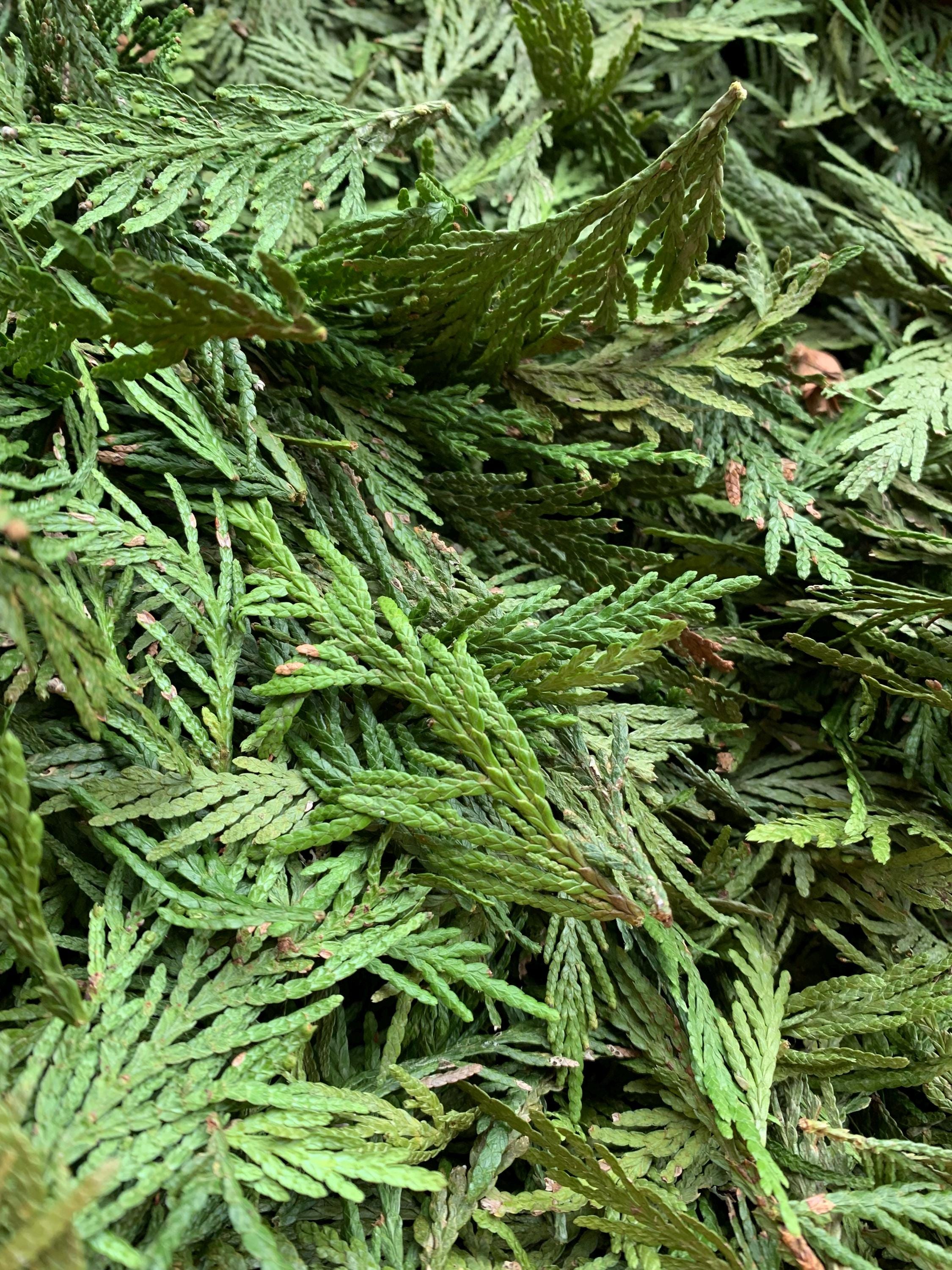 Preserved Cedar – Roxanne's Dried Flowers