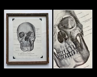 Framed Anatomical Skull Print, Labeled Vintage Anatomy Art