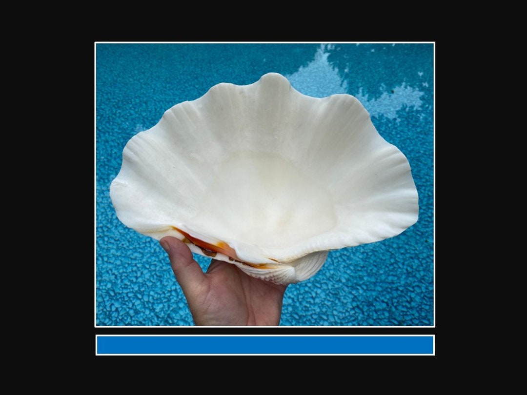 Giant Clam Shell tridacna Gigas, Aprox 12 Inches, Natural Collectors ...