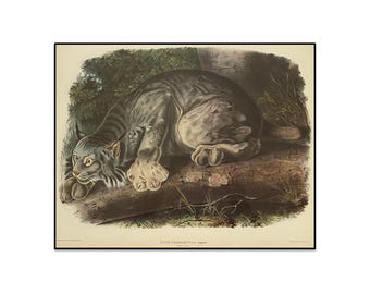 Vintage Audubon Canada Lynx Print, Framed Burlap Mat