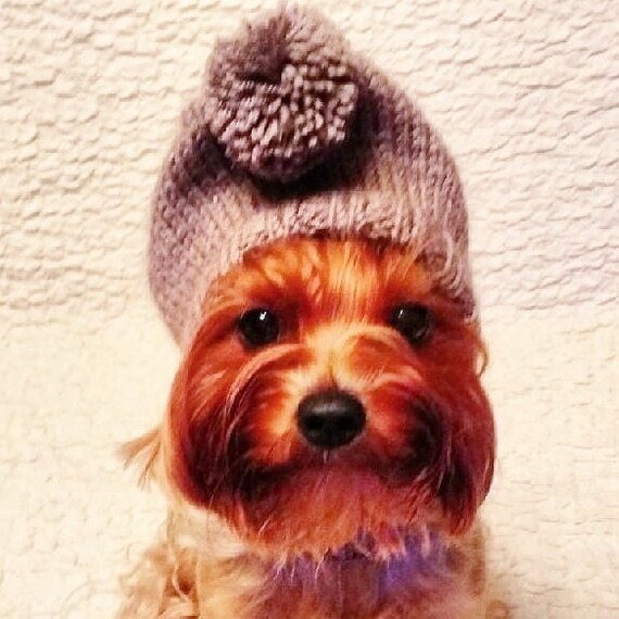 yorkie hat