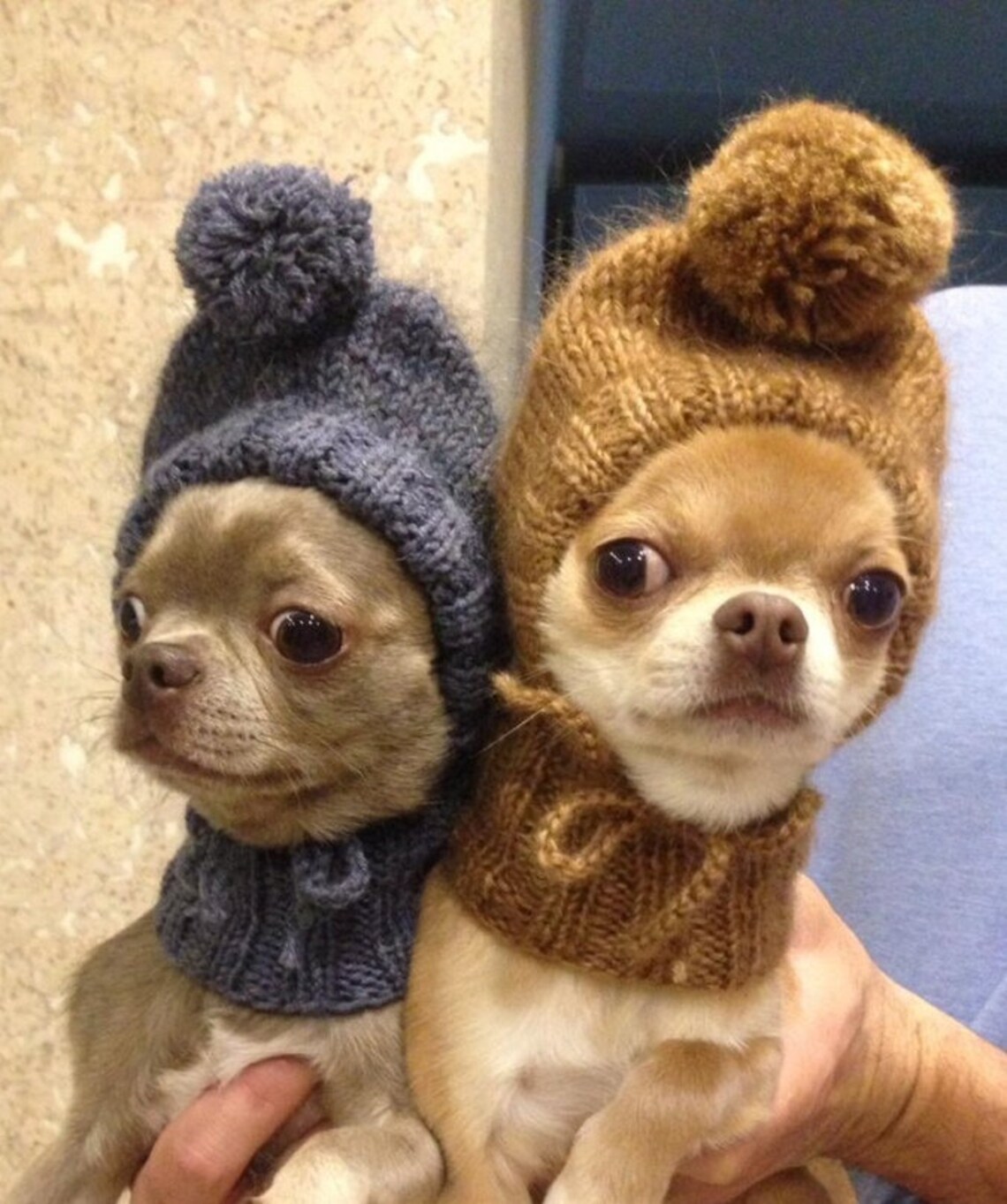 Pom Pom Dog Hat Dog Hat for Dogs Teacup Dog Hat Tiny Wool Etsy