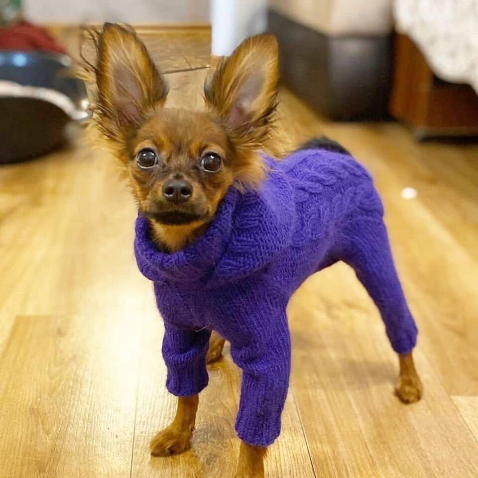 Fluffy dog clothes for small dogs from the fluff with a closed Etsy