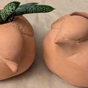 Peut inclure: Deux pots en terre cuite en forme d'oiseau. Un pot contient une plante succulente avec des feuilles vertes et blanches mouchetées. Les pots sont de couleur brun clair et ont une texture lisse. Les pots d'oiseaux sont un article décoratif.