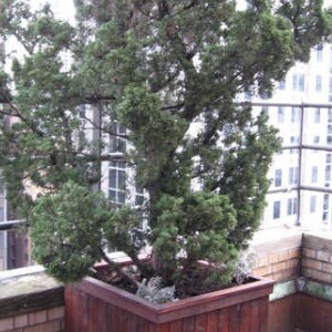 May include: A vibrant green tree in a large, dark brown wooden planter. The planter is rectangular and sits on a brick surface. The tree has dense, green foliage and is positioned on a rooftop with a city backdrop.