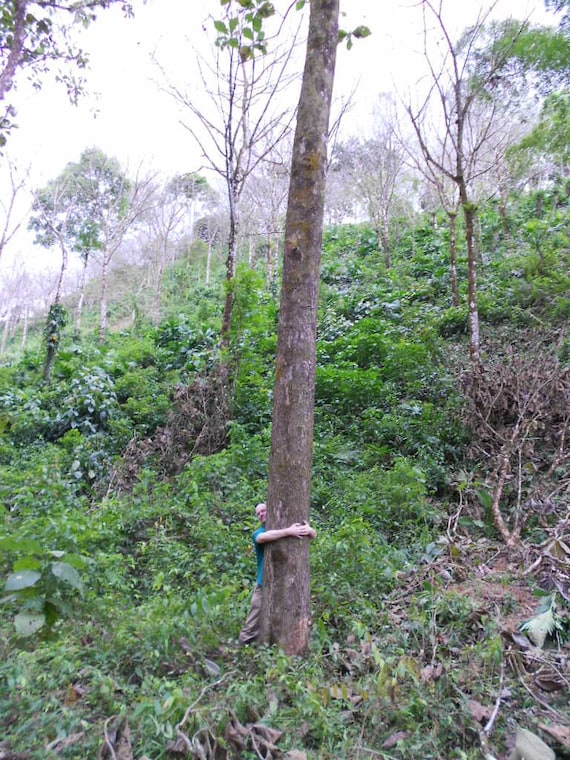 Nature Treillis pour plantes grimpantes en bois