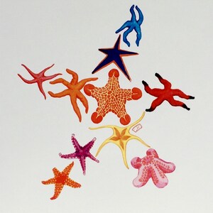 カラフルなヒトデのアートプリント / 棘皮動物 / 海洋無脊椎動物 / 海洋生物 / 8x10